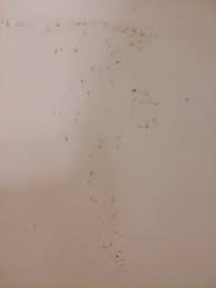 gnats in bathtub and sink terry love