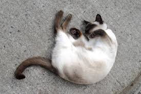 Cats that are over that weight would be considered obese. Why Is My Siamese Cat So Small Pets Kb