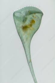 Image result for Sclerocroton