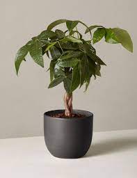 12 Best Feng Shui Plants That Can Bring Good Luck Wealth For Your Home Money Tree Plant Trees To Plant Feng Shui Plants