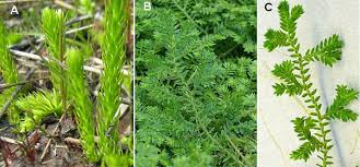 Image result for Lycopodium