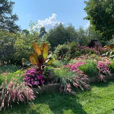 Image result for Melinis nerviglumis