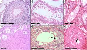 Examine your dog frequently feeling for swollen lymph nodes typically around the neck and the back of the hind legs. Environmental Chemicals In Dog Testes Reflect Their Geographical Source And May Be Associated With Altered Pathology Scientific Reports