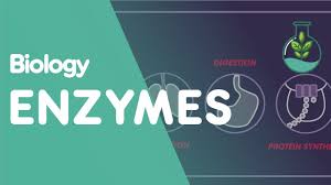 Pe of reactants pe of products pe of activated. Enzymes Cells Biology Fuseschool Youtube