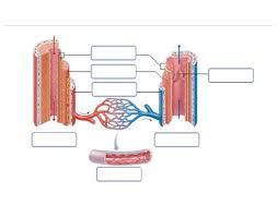 Notice how most of the veins in the chest empty into the vein. Printiable Mape Of Arteries And Viens Principal Veins Human Anatomy This Stock Medical Illustration Shows The Arteries Veins And Nerves Of The Arm From An Anterior Front View Foodbloggermania It