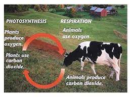 Do animals go through cellular respiration. 9 1 Cellular Respiration Biology 1 Respiration Is Also Used To Mean Breathing Animals Use Cellular Respiration To Break Down Oxygen And Sugar Into Ppt Download