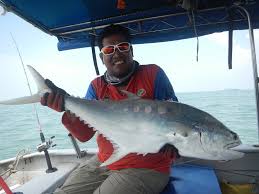 Ikan talang basah ( ikan segar) • serai (1 diblender, 1 di potong kecil2 utk di campur dgn ikan ketika dipepes) • garam • asam jawa • belimbing wuluh (sy pake kata secukupnya karena takarannya dikira2 sesuai selera aja) • cabe rawit (sesuai selera) • daun salam • daun kemangi (kali ini sy tidak pakai karena. Info Spesies Kenali Ikan Talang Update Umpan