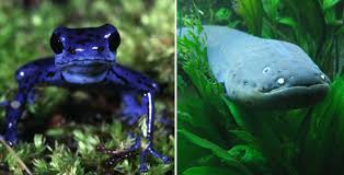 The amazon rainforest covers approximately 60% of peru, which is the largest extension in any country after brazil. Animals In The Amazon Rainforest