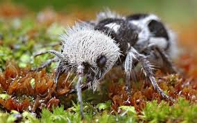 Black And White Biting Insect Uk Allcreatures Weird Animals Rare Animals Unusual Animals