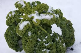 Image result for kadeřávek