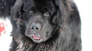 Check spelling or type a new query. Newfoundland Dog Breed Information Facts Traits Pictures More