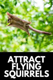 How To Attract Flying Squirrels To Your Backyard In A Few Steps 2021 In 2021 Flying Squirrel Squirrel Backyard