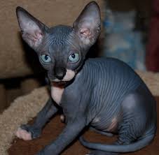 The first litter of bambino kittens was registered in 2005. Black Sphynx Sphynx Kittens Hairless Kittens Nocoatkitty Sphynx