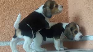 We did not find results for: Beagle Puppy In Indore Adoption Near Me