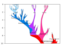 Ultimo Antenato Comune Tra Uomo E Scimpanze Wikipedia