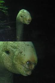 Deep Sea Moray Eel Animals Weird Sea Creatures Deep Sea Creatures Deep Sea