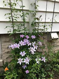 This is a brief introduction to some popular as well as lesser known as a general rule, clematis love partial to full sun and are extremely hardy plants; The Complete Clematis Growing Guide The Impatient Gardener