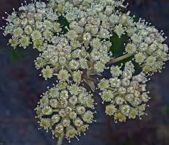 Image result for Diplolophium