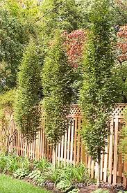 In 1961, the utah state legislature formally recognized cottam's impressive collection by designating the university's campus landscape as the state. Green Screens For Small Spaces Backyard Trees Landscaping Backyard Trees Screen Plants