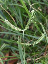 Image result for Tristachya