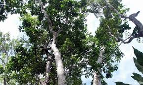 Dua digit pertama poskod menyatakan negeri atau wilayah persekutuan (contohnya, 42000 pelabuhan klang, selangor). Malaysiakini Merbau Kini Pokok Kebangsaan Malaysia