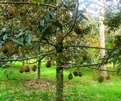 They can be used to solve both regression and classification problems. How Many Durian Trees Per Acre