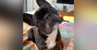 Check out our full french bulldog product collection. Vets Defy Cdc Orders To Deport French Bulldogs Smuggled Into Chicago By Russian Breeder