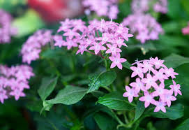 Image result for Pentas longiflora