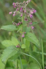 Image result for Blumea axillaris