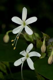 Image result for Clerodendrum rotundifolium