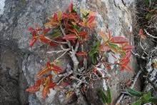 Image result for Ficus ingens