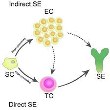 But, in general, they can do pretty much what an animal cell can do (divide mitotically, convert adp into atp using mitochondria and the energy stored in glucose. Plant Cell Totipotency Insights Into Cellular Reprogramming Journal Of Integrative Plant Biology X Mol