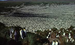 Dunya Nin En Buyuk Kral Penguen Kolonisinin Sayisi 90 Oraninda Azaldi Yesilist Herkes Icin Yesil