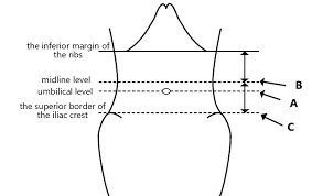 Diagram Of Waist Wiring Diagram General Helper