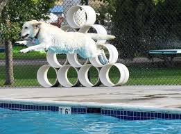 Portions of all pools may be closed periodically for swim lessons or special events. Dog Swim Days 2017 Swimming Pools Go To The Dogs Pet Friendly Travel