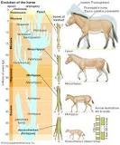 Image result for which of the following changes in the evolution history of horses. course hero