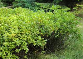 Image result for Antherotoma angustifolia