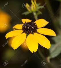 The blackcurrant (ribes nigrum), also known as black currant or cassis, is a deciduous shrub in the family grossulariaceae grown for its edible berries. Yellow Flower With Black Center Stock Photo Picture And Royalty Free Image Image 32674435