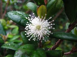 Image result for Eugenia malangensis
