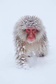 Snow Monkey By Masashi Mochida Jigokudani Monkey Park Snow Monkey Monkey Photography Animals Beautiful