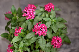 We did not find results for: Pentas Plant Care How To Grow Pentas Flowers