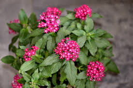 There are plenty of storebought plant fertilizer options out there to save you some time and money, all of which are formulated to have the exact npk ratio your plants need. Pentas Plant Care How To Grow Pentas Flowers