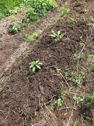 Bait suci | pasal terkait: Kaedah Sustainable Farming Cara Buat Baja Organik Daripada Sayur Reject Petani Kena Tahu