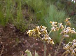 Image result for Helichrysum mechowianum