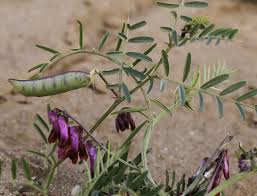 Image result for Vicia villosa