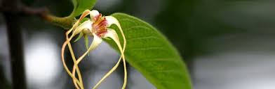 Image result for Strophanthus kombe
