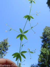 Image result for Galium thunbergianum