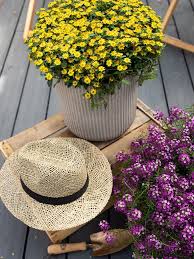 Image result for sanvitalia combine in pots