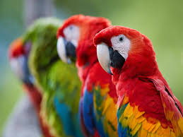 Image result for parrot