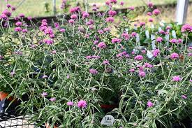Image result for Gomphrena globosa
